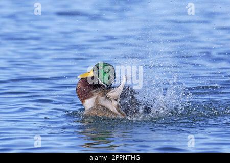 Mallard (Anas platyrhynchos) anatra maschio / drake nuoto e bagno da spruzzi d'acqua in stagno / lago Foto Stock