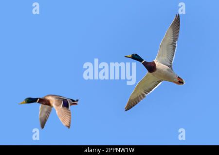 Due mallards (Anas platyrhynchos) anatre / drappi maschi in riproduzione precipitano in volo contro il cielo blu in primavera Foto Stock