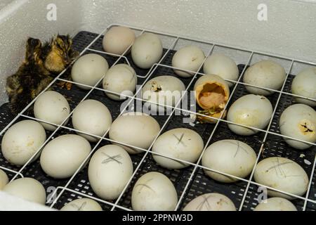 Uova d'oca in un incubatore. Incubazione uova d'oca. Il processo di schiusa da uova d'oca nell'incubatore. Foto Stock