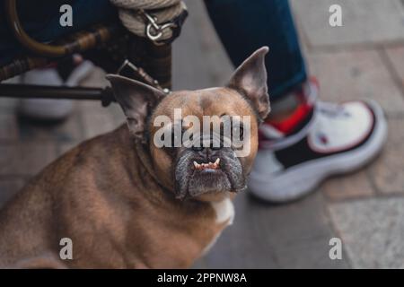 Divertente, adorabile cane da corrida francese con spuntini, seduto all'aperto in un caffè steet Foto Stock
