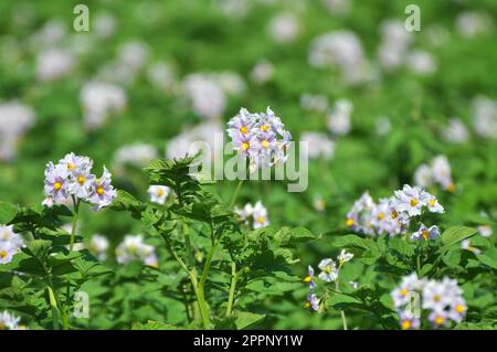 Sul campo di un agricoltore, i fiori di patata sono abbondanti Foto Stock