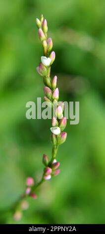 Persicaria maculosa cresce tra le erbe in natura Foto Stock