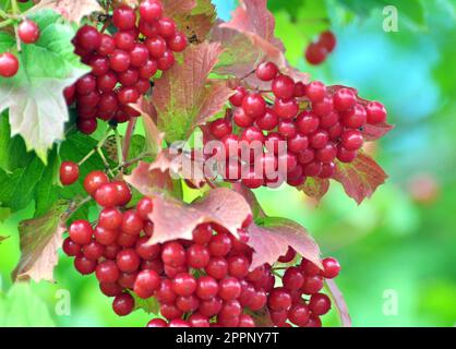 Rosa Guelder (Opulo di Viburnum) bacche rosse maturano sul ramo del cespuglio Foto Stock