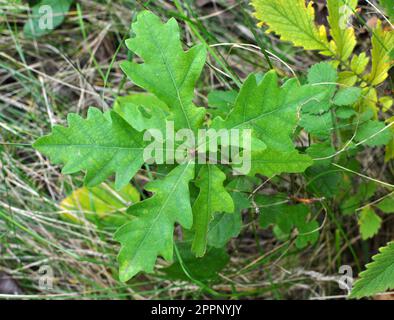 In natura, una giovane piantina di quercia cresce con le foglie Foto Stock