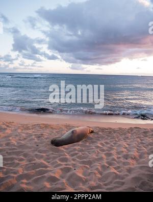 Le foche monache prendono il sole sulla spiaggia di Poipu a Kauai, Hawaii. Foto di alta qualità. Posa in spiaggia durante il tramonto con spettatori e turisti che guardano. Foto Stock