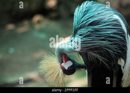 Gru a corona grigia Bird Foto Stock