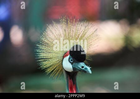 Gru a corona grigia Bird Foto Stock