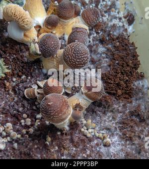 Funghi messicani sani psilocybe in scatola di plastica bagnata su tavola calda Foto Stock