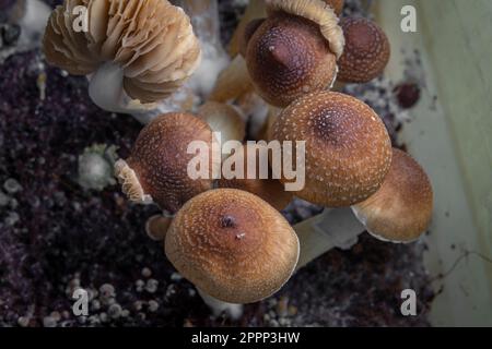 Funghi messicani sani psilocybe in scatola di plastica bagnata su tavola calda Foto Stock