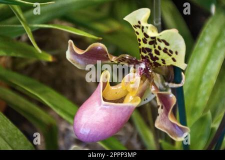 Rosa tropicale orchidea papiopedilum con petalo giallo e foglie verdi, signora slipper orchidea Foto Stock