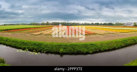 Foto panoramica di tulipani in fiore multicolore in un campo vicino ad Amsterdam, Olanda Foto Stock