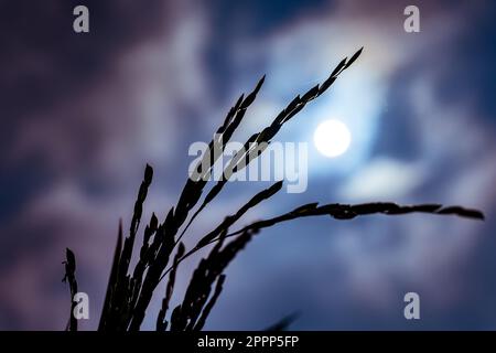 Spighe mature di riso contro il cielo blu scuro e il sole Foto Stock
