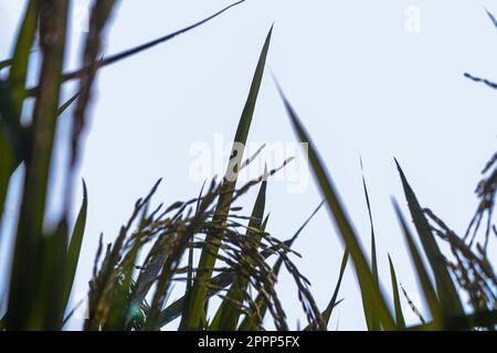 la silhouette di orecchie mature di riso contro il cielo chiaro Foto Stock