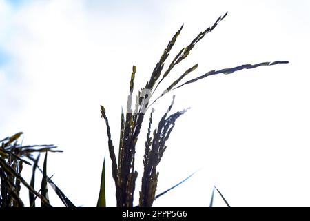 la silhouette di orecchie mature di riso contro il cielo chiaro Foto Stock