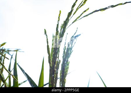 la silhouette di orecchie mature di riso contro il cielo chiaro Foto Stock
