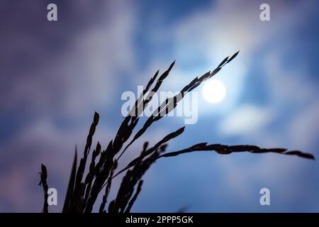 spighe mature di riso contro un cielo scuro. Foto Stock