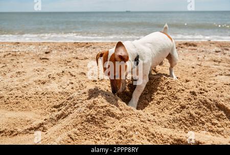 Animali domestici attivi che scavano sabbia sulla spiaggia. Giovane e sano cane Jack Russell che gioca sul mare in estate Foto Stock