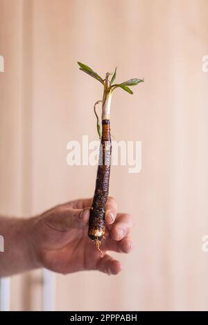 Mano che tiene appena estratto salsify nero, vegetale biologico di radice coltivato in casa (Scorzonera hispanica) Foto Stock