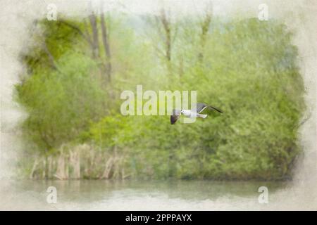 Gabbiano di aringa adulto in volo. Un dipinto digitale ad acquerello di un gabbiano di aringa adulto, Larus argentatus in volo su un lago. Foto Stock