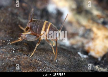 Il cricket formico, il cricket mirmecofilo, il cricket nido di ANT (Myrmecophilus acervorum). Insetti ortopterani della famiglia Myrmecophilidae. Foto Stock