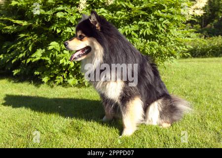 Un animale domestico Lapphund finlandese, cane, sul prato. Closeup, macro e attende un comando. Foto Stock