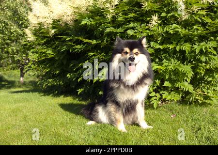 Un animale domestico Lapphund finlandese, cane, sul prato. Closeup, macro e attende un comando. Foto Stock