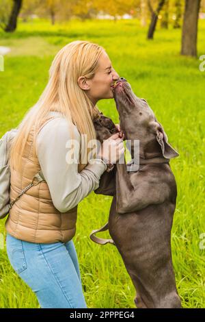 Scena di felicità tra padrona e cane nel parco. Ragazza che si lecca da weimaraner ridendo e sorridendo. Concetto di amore per gli animali domestici e di avere f Foto Stock