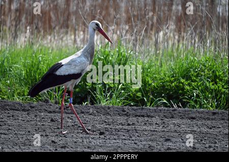 Cicogna bianca che cammina su un campo arato in primavera Foto Stock