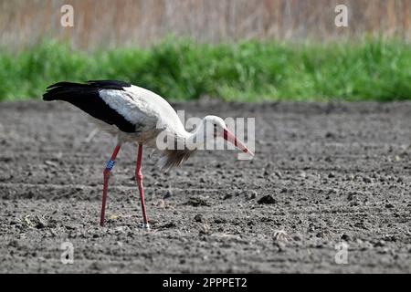 Cicogna bianca che cammina su un campo arato in primavera Foto Stock