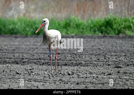 Cicogna bianca che cammina su un campo arato in primavera Foto Stock