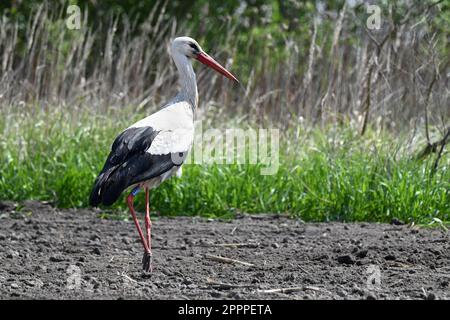 Cicogna bianca che cammina su un campo arato in primavera Foto Stock