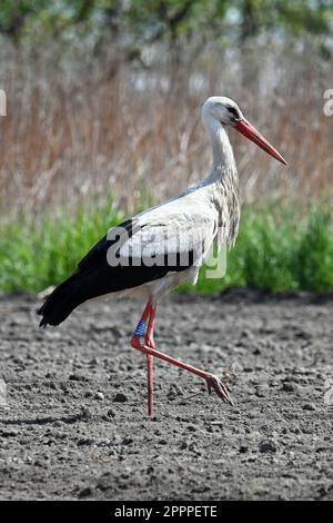 Cicogna bianca che cammina su un campo arato in primavera in formato verticale Foto Stock