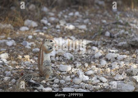 gopher nel selvaggio di etosha Foto Stock