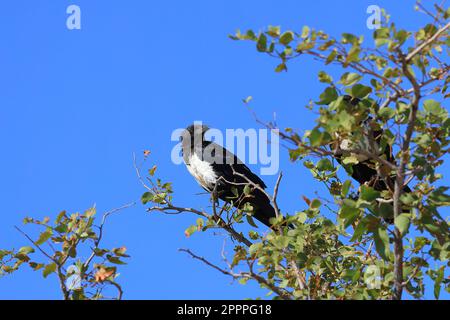 corvo pied appollaiato su un albero in etosha Foto Stock