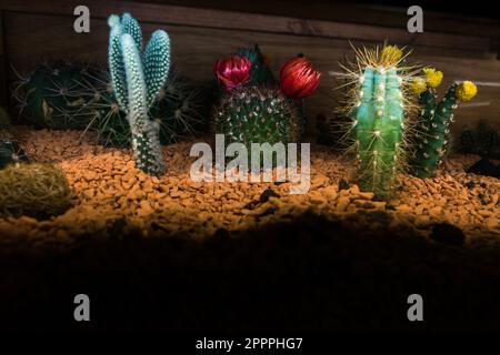 Diversi tipi di succulenti su terreno roccioso con fiori fioriti Foto Stock