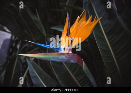 Uccello del paradiso fiore fiorente con colori vivaci sullo sfondo sfocato delle foglie Foto Stock