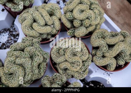 Il Cactus cerebrale, conosciuto anche come il cactus di Mammillaria elongata 'Cristata', è nativo del Messico centrale. Foto Stock