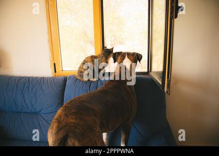 Gatto delle tartarughe e cane Boxer tedesco seduto su un divano e guardando fuori una finestra con interesse in attesa del loro padrone. Animali domestici a casa. Animali domestici migliori fr Foto Stock