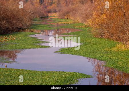 Un tranquillo ruscello che si snoda attraverso un lussureggiante paesaggio erboso nel parco Mercer Slough Foto Stock