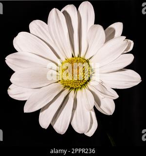 Macro 100mm di un crisantemo bianco e giallo con sfondo nero Foto Stock