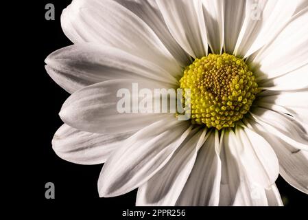 Macro 100mm primo piano di un crisantemo bianco e giallo con sfondo nero Foto Stock