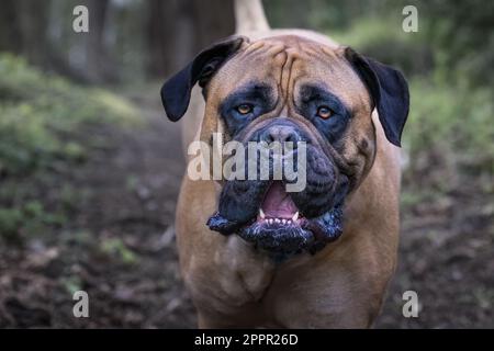 Un primo piano di un bel cane Bullmastiff marrone scuro Foto Stock