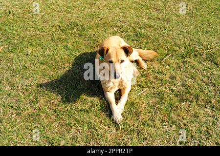 Cane da strada che posa sull'erba sotto il sole in una giornata di sole Foto Stock