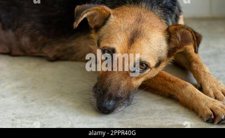 Un cane di adozione di salvataggio sta guardando in su con Uno sguardo triste sulla relativa faccia Foto Stock