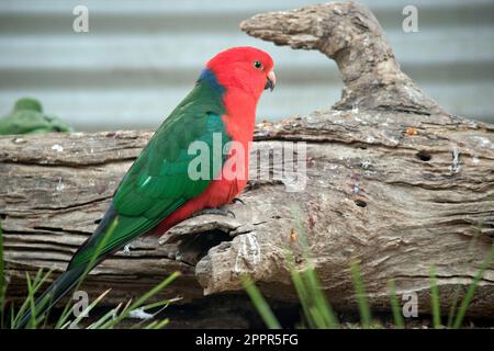 Il pappagallo australiano ha una pancia rossa e una schiena verde, con ali verdi e una lunga coda verde. I maschi australiani King-Parrots sono l'unico Aus Foto Stock