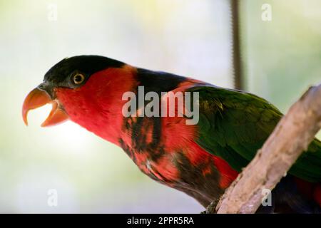 il lory con cappuccio nero ha il cappuccio nero e il petto rosso e le spalle nere con il verde sulla sua ala Foto Stock