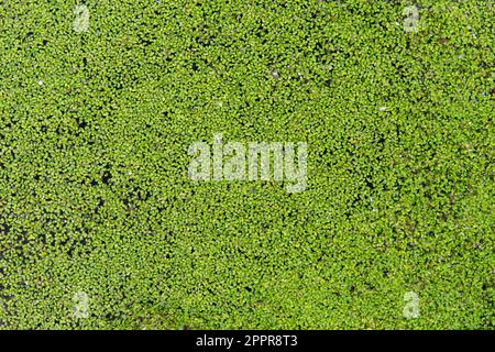 Lentejas verdes de agua, lemna, flotando en una charca, textura Foto Stock