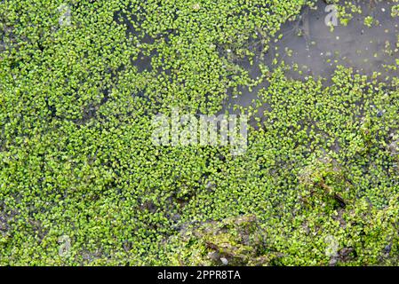 Lentejas verdes de agua, lemna, flotando en una charca, textura Foto Stock