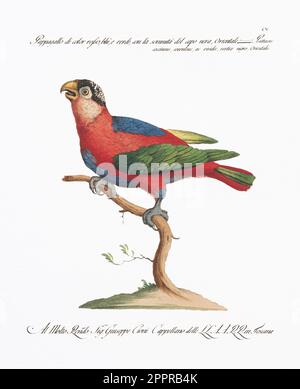 Litografia antica del pappagallo. Illustrazione italiana del 18th° secolo. CA 1776. Foto Stock