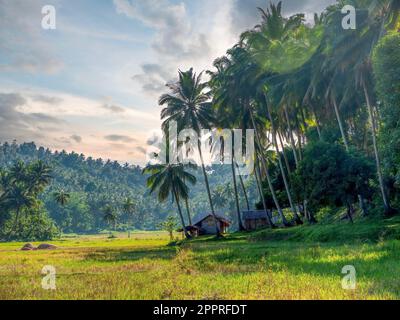 Una tradizionale casa in paglia e una dependance sul bordo di una risaia, circondata da palme da cocco. Nella provincia orientale di Mindoro, Filippine. Foto Stock